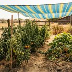Canicule au potager : cette tente de plage à 10€ chez Decathlon sauve vos tomates du soleil